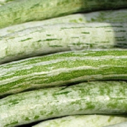 Snake Gourd