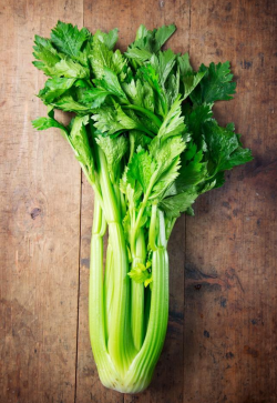 Celery