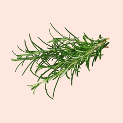 Celery