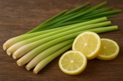 Celery