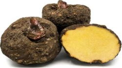 Elephant Yam