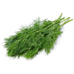 Celery