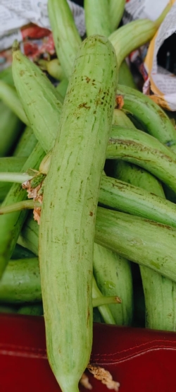 Gilgil  Ridge gourd (ghera)