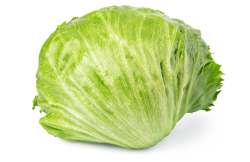 Celery